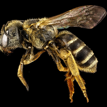Biene - Tiere & Haustiere