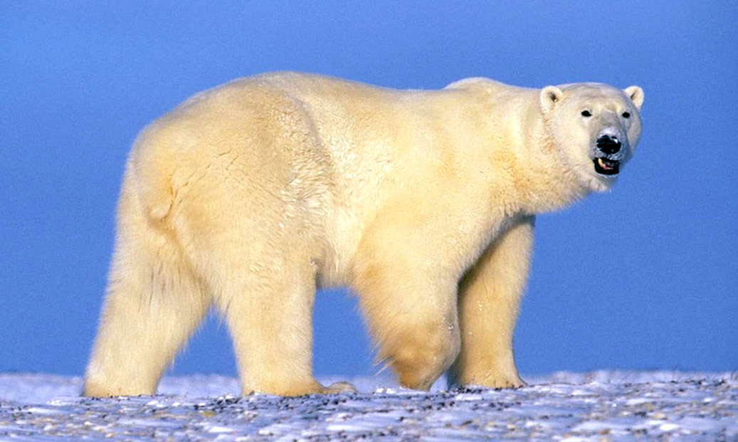 There is no image for this Content!