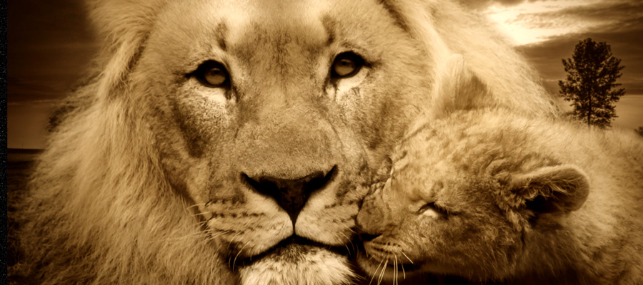 There is no image for this Content!