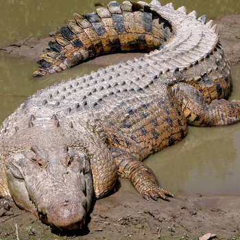 Krokodil - Tiere & Haustiere