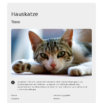 Hauskatze - Tiere & Haustiere