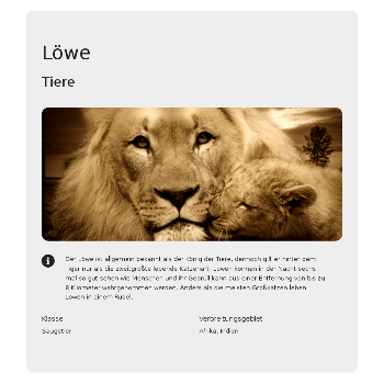 Löwe - Tiere & Haustiere