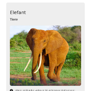 Elefant - Tiere & Haustiere