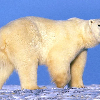Eisbär - Tiere & Haustiere