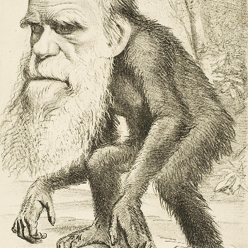 Es gibt Frauen, die Darwin falsch verstanden haben: Sie machen aus jedem Mann einen Affen. - Sonstiges